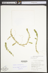 Elodea canadensis