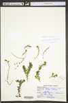 Elodea canadensis