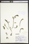 Elodea canadensis