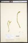 Elodea canadensis