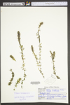 Elodea canadensis