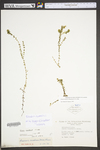 Elodea canadensis