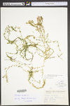 Elodea nuttallii