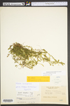 Elodea canadensis