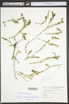 Elodea nuttallii