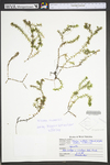 Elodea canadensis