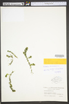 Elodea canadensis