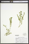 Elodea nuttallii