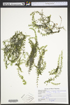 Elodea nuttallii