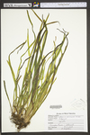 Vallisneria americana