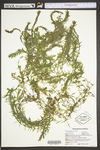 Hydrilla verticillata