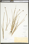 Sisyrinchium angustifolium