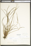 Sisyrinchium angustifolium