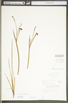 Sisyrinchium angustifolium