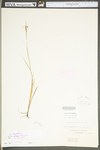 Sisyrinchium mucronatum