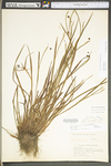 Sisyrinchium angustifolium