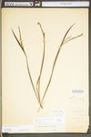 Sisyrinchium angustifolium