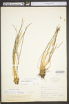 Isoëtes engelmannii
