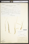 Isoëtes engelmannii