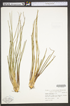 Isoëtes engelmannii