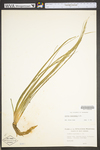 Isoëtes engelmannii