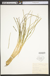 Isoëtes engelmannii