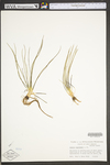 Isoëtes engelmannii