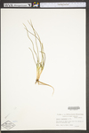 Isoëtes engelmannii