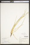 Isoëtes engelmannii