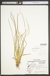 Isoëtes engelmannii