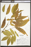 Carya cordiformis