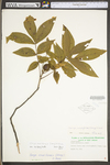 Carya cordiformis