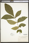 Carya cordiformis