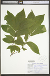 Carya cordiformis