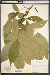 Carya glabra