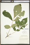 Carya glabra