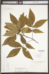 Carya glabra