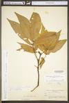 Carya glabra