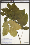 Carya glabra