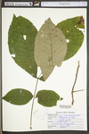 Carya ovata