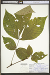 Carya ovata