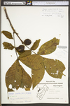 Carya ovata