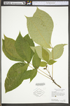 Carya glabra