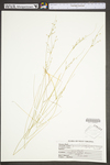 Juncus dichotomus