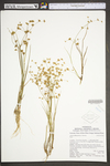 Juncus diffusissimus