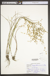 Juncus diffusissimus