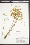 Juncus diffusissimus