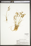 Juncus dudleyi