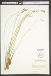 Juncus dudleyi