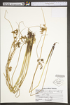 Juncus effusus var. pylaei